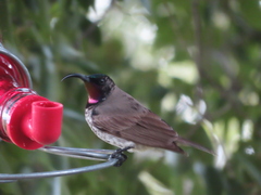 Chalcomitra amethystina amethystina