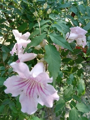 Podranea