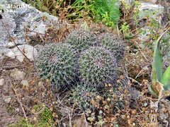Coryphantha clavata