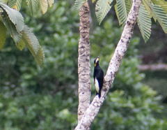 Melanerpes cruentatus