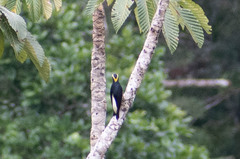 Melanerpes cruentatus