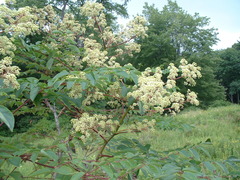 Aralia spinosa