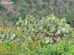 Opuntia leucotricha