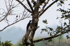 Melanerpes cruentatus