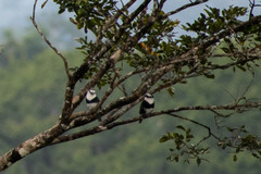 Notharchus hyperrhynchus