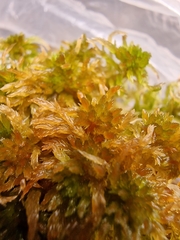 Sphagnum subnitens
