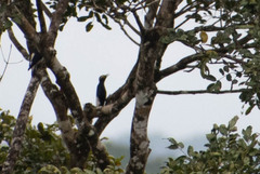 Melanerpes cruentatus