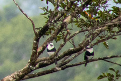Notharchus hyperrhynchus