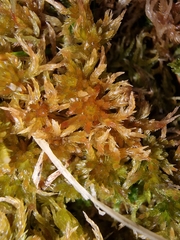 Sphagnum subnitens