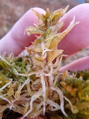 Sphagnum subnitens