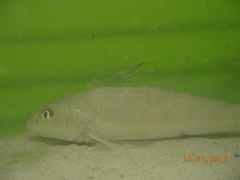 Menticirrhus