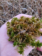 Sphagnum subnitens