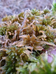 Sphagnum subnitens