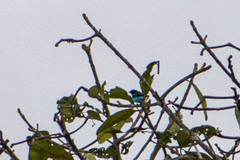 Dacnis lineata