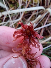 Sphagnum subnitens