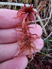Sphagnum subnitens