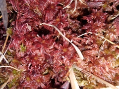 Sphagnum subnitens