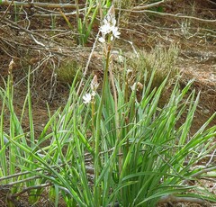 Asphodelus cerasiferus