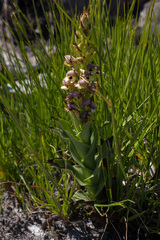 Disa cornuta