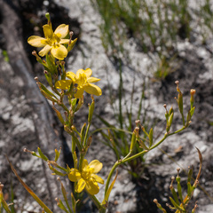 Moraea ramosissima