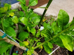 Papilioninae