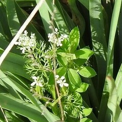 Scandix pecten-veneris