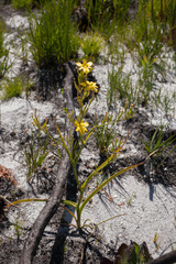 Moraea ramosissima