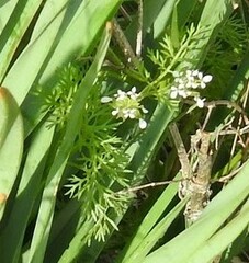 Scandix pecten-veneris