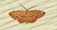 Scopula umbilicata