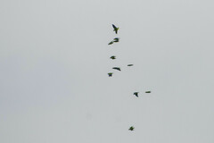 Brotogeris cyanoptera