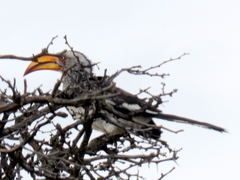 Tockus leucomelas leucomelas