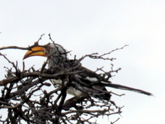 Tockus leucomelas leucomelas