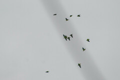 Brotogeris cyanoptera