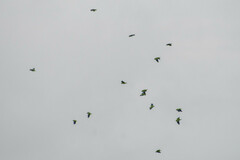 Brotogeris cyanoptera