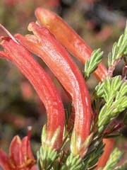 Erica curviflora