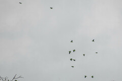 Brotogeris cyanoptera