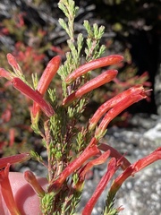 Erica curviflora