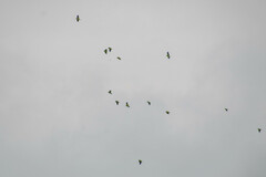 Brotogeris cyanoptera