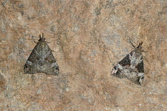 Hypena obsitalis