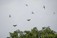 Brotogeris cyanoptera