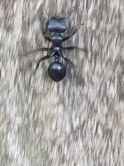 Cephalotes atratus