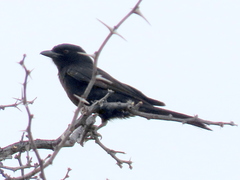 Dicrurus adsimilis apivorus