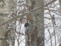 Dendrocopos leucotos