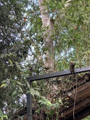 Ramphocelus flammigerus icteronotus