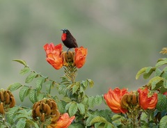 Chalcomitra senegalensis