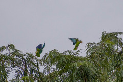 Brotogeris cyanoptera