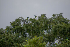 Brotogeris cyanoptera