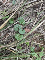 Dichondra carolinensis