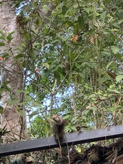 Ramphocelus flammigerus icteronotus