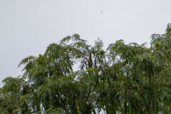 Brotogeris cyanoptera